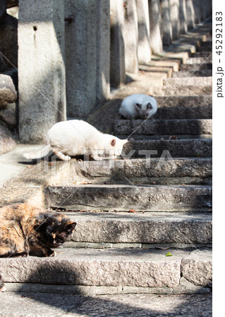 大江神社の猫 大江神社の猫 45292183
