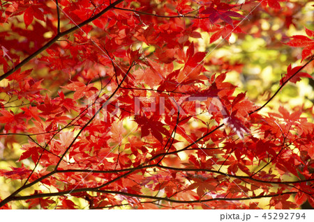 もみじ台の紅葉 もみじ台の紅葉 45292794