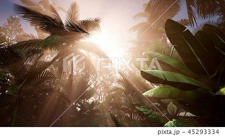 Sunset Beams through Palm Trees Sunset Beams through Palm Trees 45293334