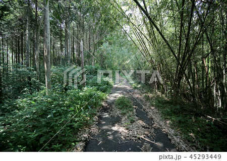 足柄古道_03 45293449