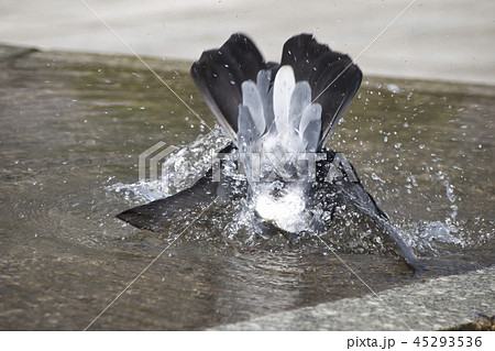 ハトの水浴び ハトの水浴び 45293536