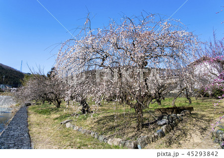 埼玉 越生梅林 45293842