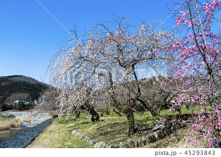 埼玉 越生梅林 45293843