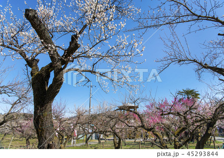 埼玉 越生梅林 埼玉 越生梅林 45293844