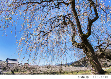 埼玉 越生梅林 45293846