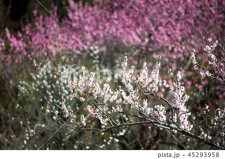 埼玉 越生梅林 45293958