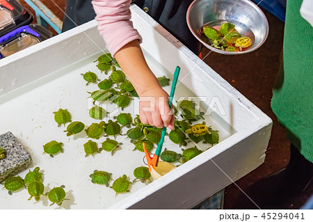 縁日の亀すくい 縁日の亀すくい 45294041