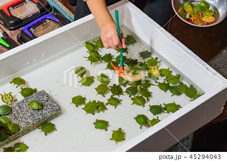 縁日の亀すくいの写真素材