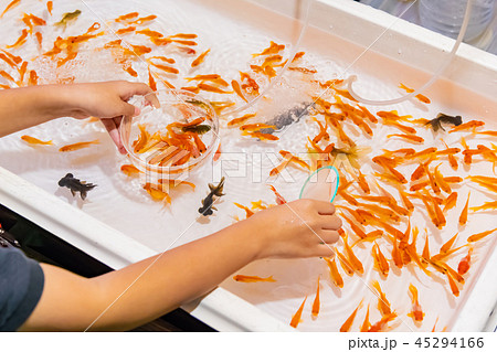 縁日の金魚すくい 祭りイメージの写真素材
