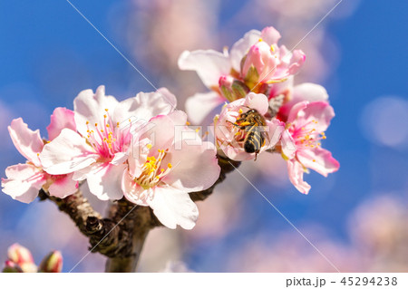 Portuguese flowers of almond during flowering. Alentejo. 45294238