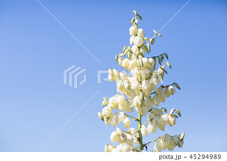 ユッカ　リュウゼツランの花 45294989