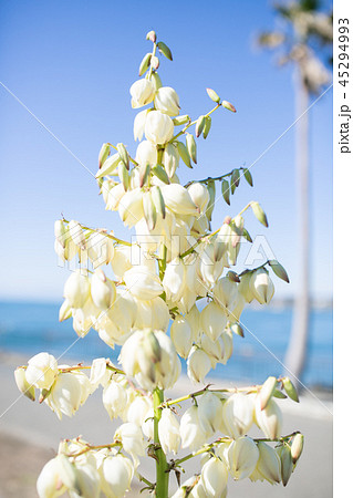 ユッカ　リュウゼツランの花 45294993