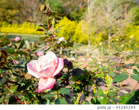 【静岡県伊豆市】公園に咲くピンクのバラ【修善寺虹の郷】 45295264