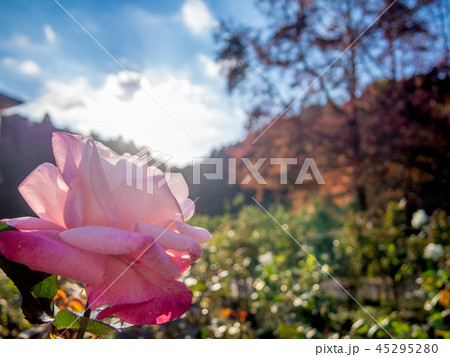 【静岡県伊豆市】公園に咲くピンクのバラ【修善寺虹の郷】 【静岡県伊豆市】公園に咲くピンクのバラ【修善寺虹の郷】 45295280
