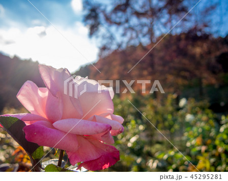 【静岡県伊豆市】公園に咲くピンクのバラ【修善寺虹の郷】 45295281