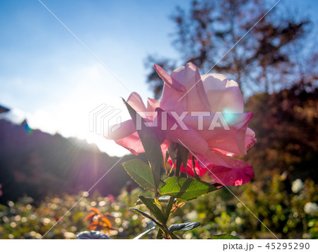 【静岡県伊豆市】公園に咲くピンクのバラ【修善寺虹の郷】 45295290