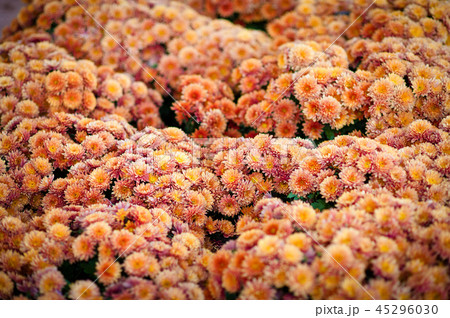 Beautiful chrysanthemum as background picture. wallpaper, chrysanthemums in autumn. Beautiful chrysanthemum as background picture. wallpaper, chrysanthemums in autumn. 45296030
