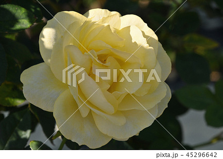 バラ（伊豆の踊り子） 45296642