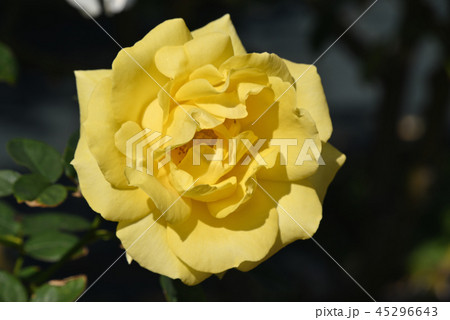 バラ（伊豆の踊り子） 45296643