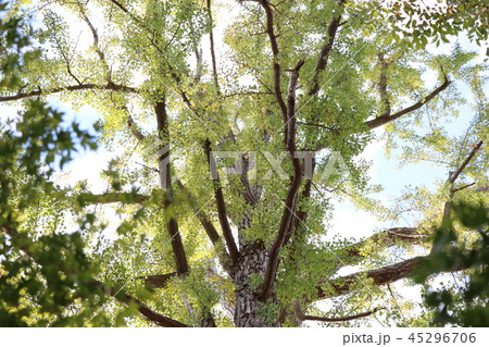 一の矢八坂神社の大イチョウ 45296706