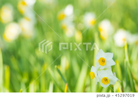 日本水仙 45297019