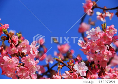 美しい河津桜 美しい河津桜 45297054