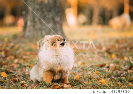 Young Red Puppy Pomeranian Spitz Puppy Dog Play Outdoor In Autum 45297350