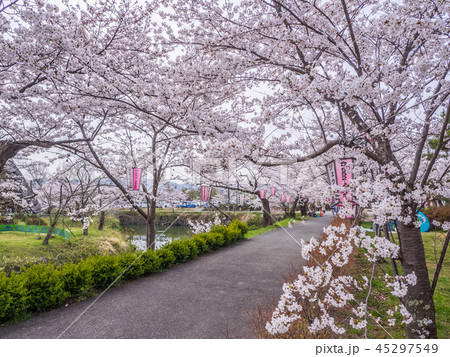桜が満開の篠山城跡 桜が満開の篠山城跡 45297549
