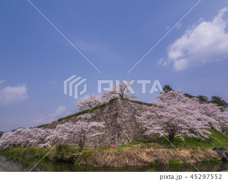 桜が満開の篠山城跡 桜が満開の篠山城跡 45297552