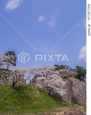 桜が満開の篠山城跡 45297568