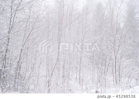 snowy winter grove.. snowy winter grove.. 45298538
