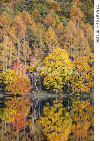 御射鹿池の紅葉 長野県茅野市の写真素材