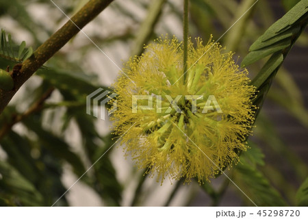 エバーフレッシュの花の写真素材