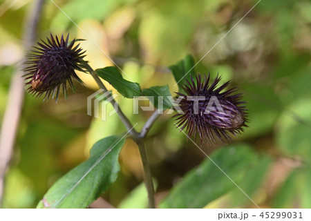 オヤマボクチ 45299031