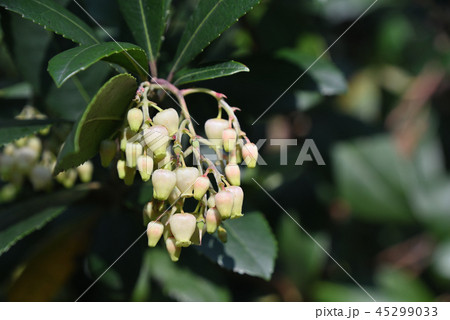 ストロベリー・ツリー 45299033