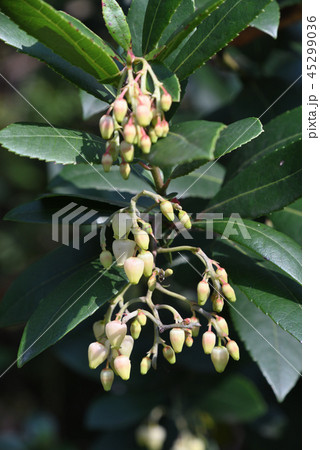 ストロベリー・ツリー 45299036