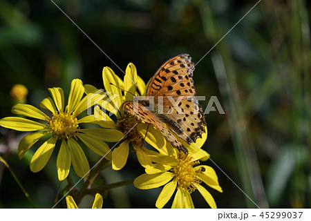 ツワブキ　ツマグロヒョウモン 45299037