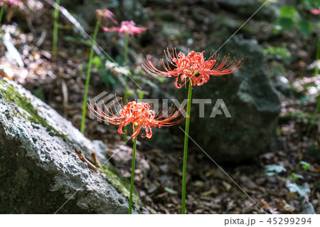 gochang seonunsa red lily field gochang seonunsa red lily field 45299294