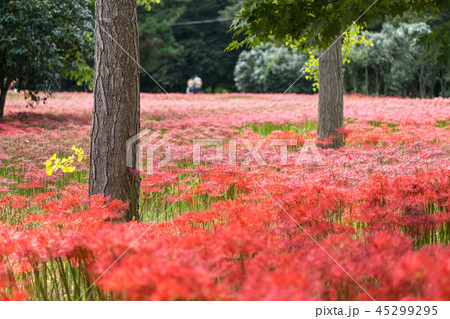 gochang seonunsa red lily field 45299295