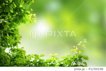 背景 葉 木の葉のイラスト素材