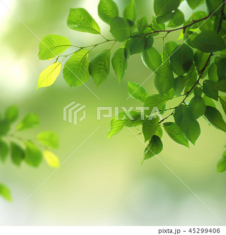 背景 葉 木の葉のイラスト素材