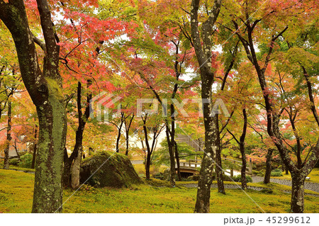 箱根美術館の紅葉 45299612