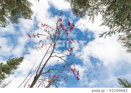 Characteristic mountain tree with red berries. Sorbus aucuparia, Characteristic mountain tree with red berries. Sorbus aucuparia, 45299682