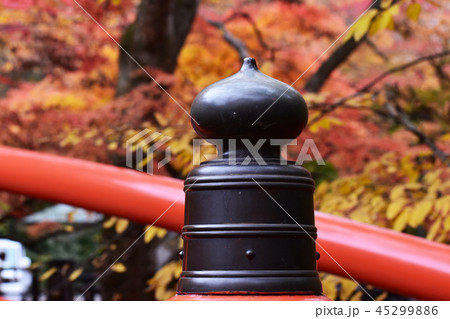 河鹿橋の紅葉 45299886