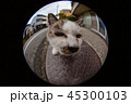 肌寒い秋の日、溝蓋の鉄板で暖をとる猫 45300103