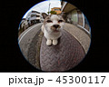 肌寒い秋の日、溝蓋の上で暖をとる猫 45300117