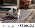 肌寒い秋の日、溝蓋の鉄板の上で暖をとる猫 45300128