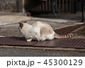 肌寒い秋の日、溝蓋の鉄板の上で暖をとる猫 45300129