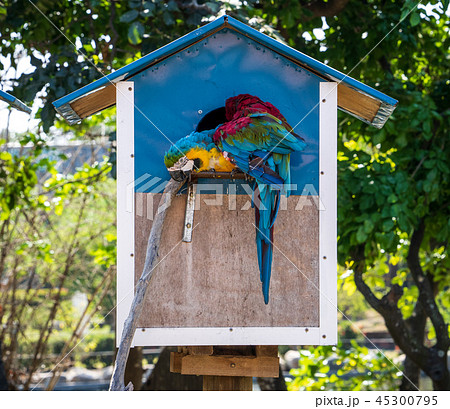 インコ オウム いんこ 45300795