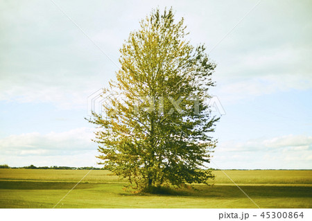 1本の木　草原　秋 45300864